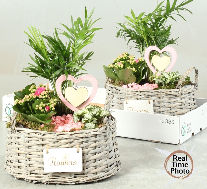 <h4>ARR KAMERPL</h4>