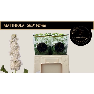 MATTH STOX WHITE