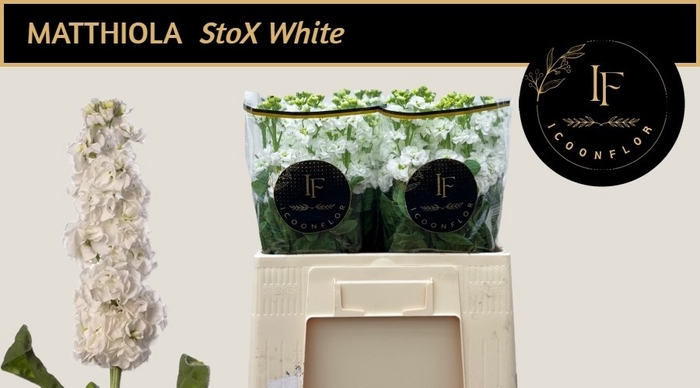 <h4>MATTH STOX WHITE</h4>