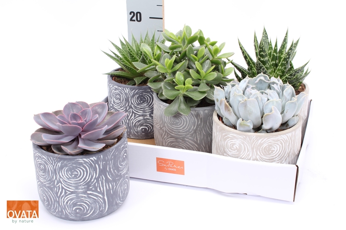 <h4>SUCC GEM 5 SRT</h4>