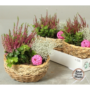 ARR TUINPLANTEN