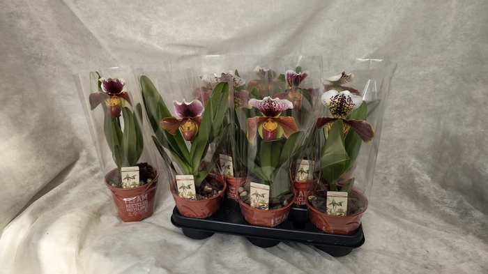 <h4>PAPH AMERIKA HYB GEM</h4>