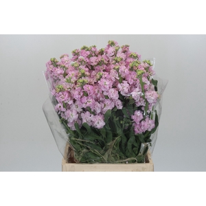 Matthiola Iron Cherry Blossom