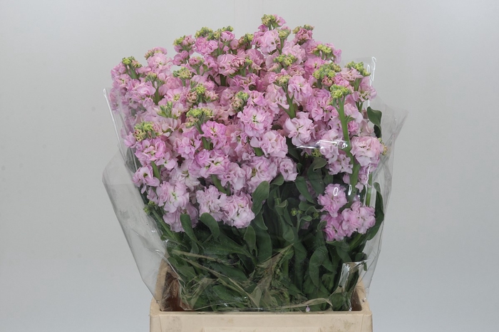<h4>Matthiola Iron Cherry Blossom</h4>