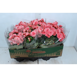 BEGONIA BORIAS P15