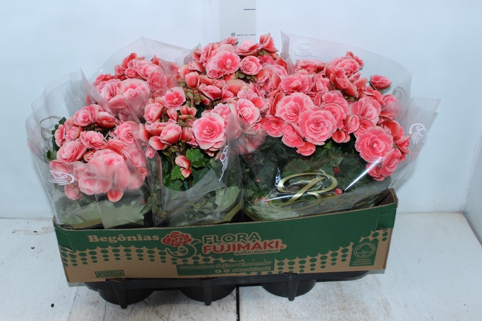 <h4>BEGONIA BORIAS P15</h4>