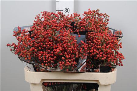 <h4>Rosa Aut Rosefruits</h4>