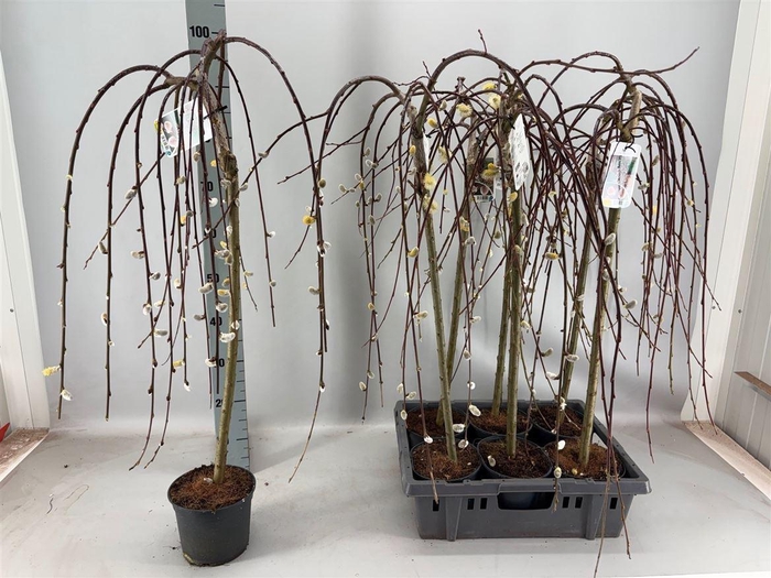 Salix Cap Kilmarnock