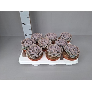Echeveria   ...