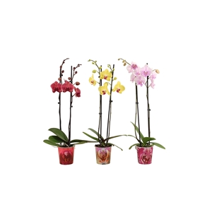 Potcover Mix Phal Mix 2T14+