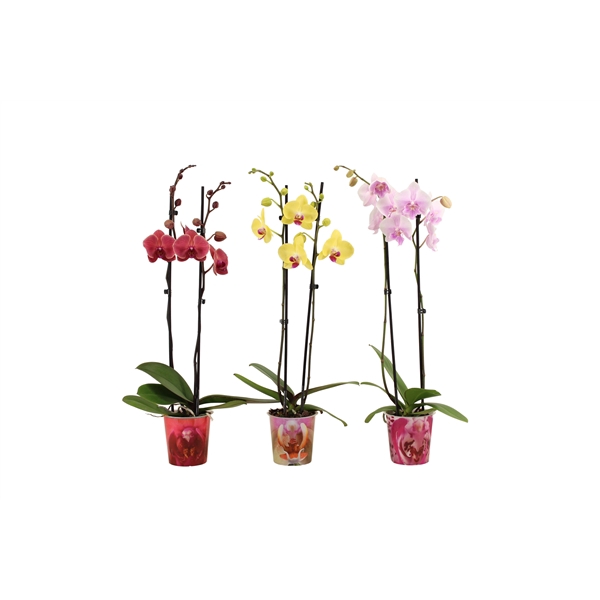 <h4>Potcover Mix Phal Mix 2T14+</h4>