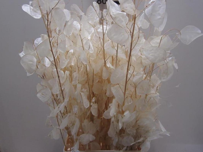 <h4>Deco Lunaria Gebleekt</h4>