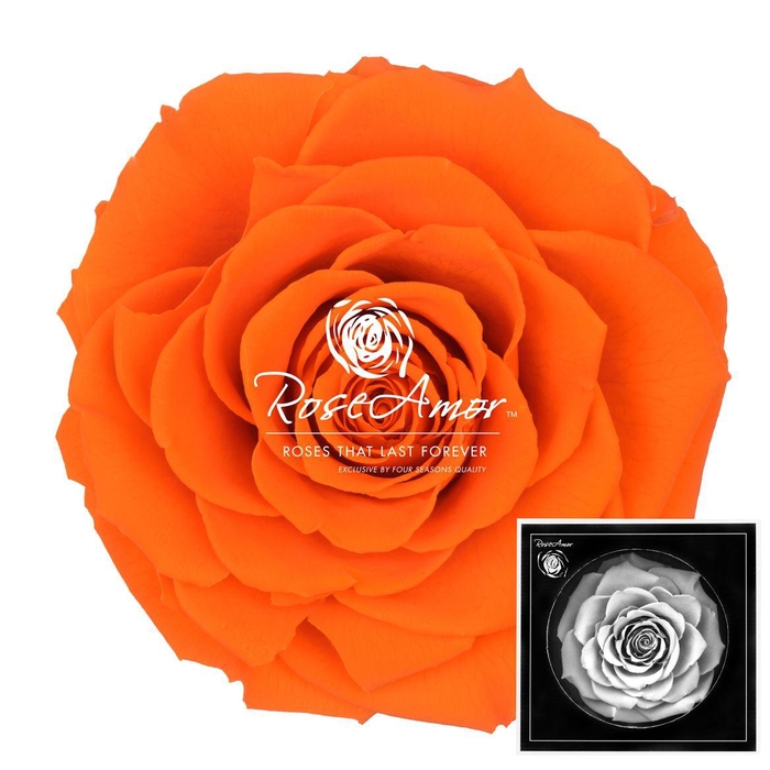 <h4>Bonita Ora02</h4>