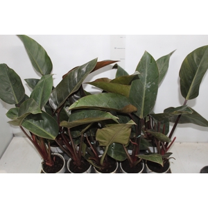 PHILODENDRON RED DIAMOND P12