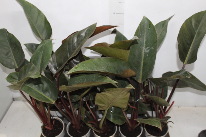 PHILODENDRON RED DIAMOND P12