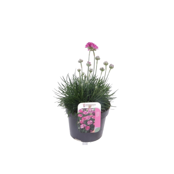 <h4>Armeria maritima Splendens</h4>
