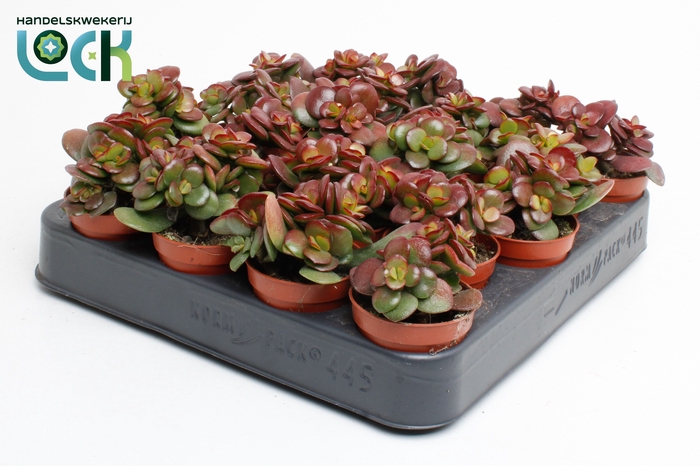 <h4>CRASS MINOR</h4>