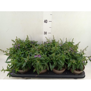 Angelonia  'Serena Lavender'