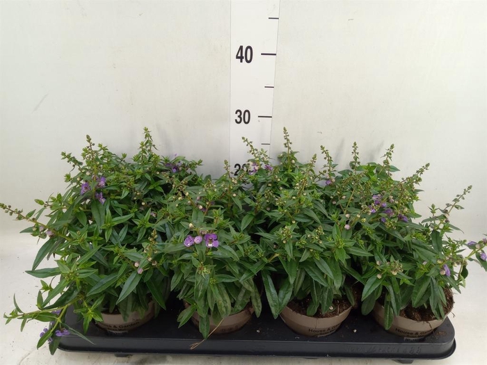 <h4>Angelonia  'Serena Lavender'</h4>