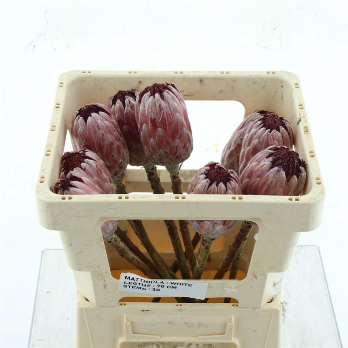 <h4>PROTEA PINK ICE</h4>