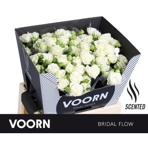 Rosa spray bridal flow