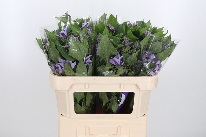 <h4>Clem Star River Lavendel</h4>