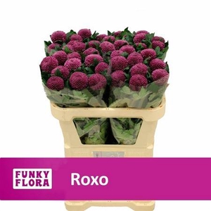Chr G Roxo A2
