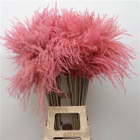 <h4>DRY STIPA FEATHER BABY PINK</h4>