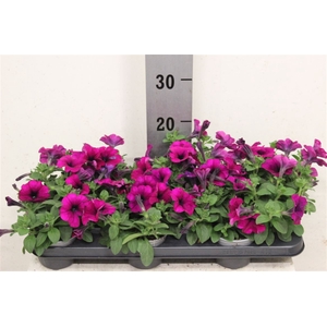 Pet Purple Surfi