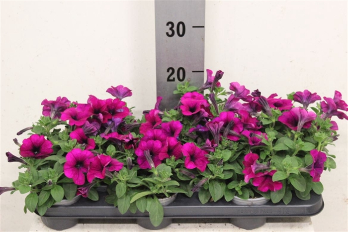<h4>Pet Purple Surfi</h4>