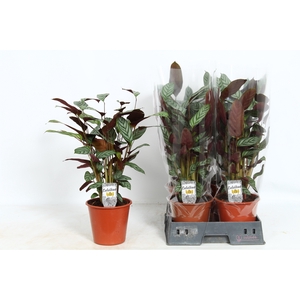 CTENANTHE COMPACTSTA