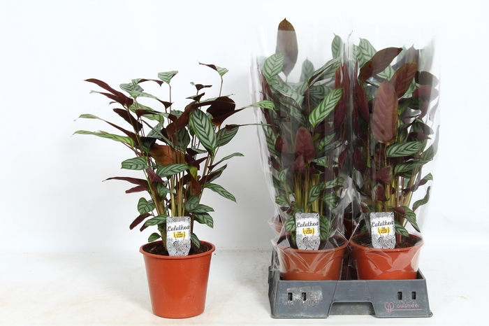 <h4>CTENANTHE COMPACTSTA</h4>