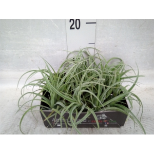 Tillandsia