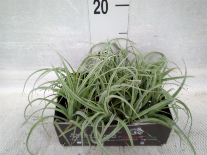 <h4>Tillandsia</h4>