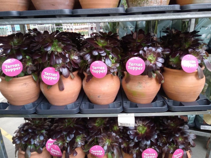 <h4>Aeonium arboreum 'Velours'</h4>