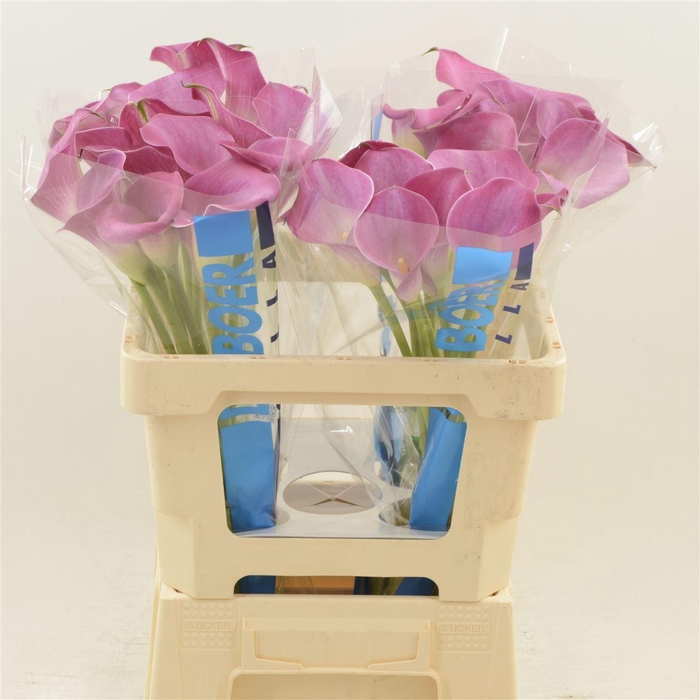 <h4>Calla Fantasia</h4>