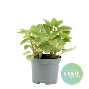 Peperomia Pixie variegated Lime