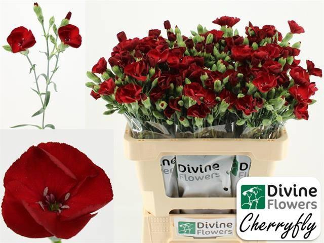 Dianthus tr en Solandis Cherryfly
