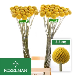 CRASPEDIA PAINTBALL POP 35 GR.