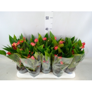 Anthurium andr. 'Mill Flowers Red'