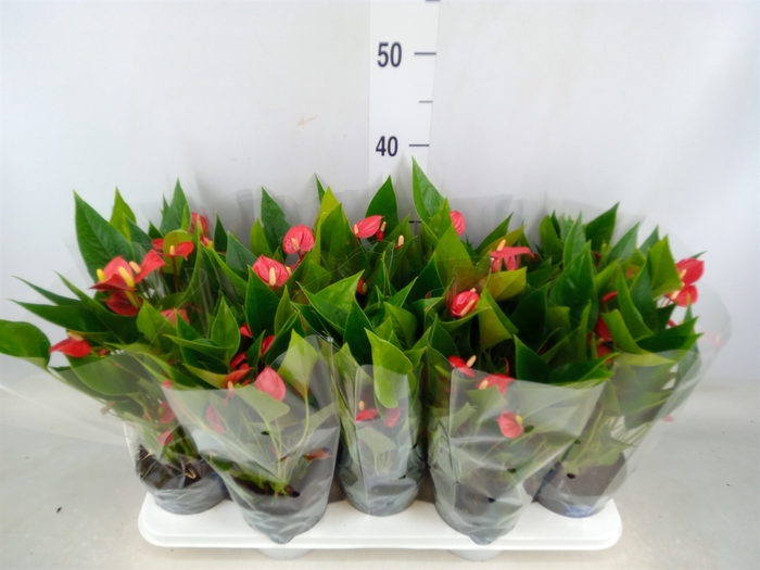 <h4>Anthurium andr. 'Mill Flowers Red'</h4>