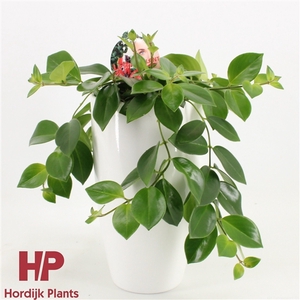 Aeschynanthus 'Mona Lisa'