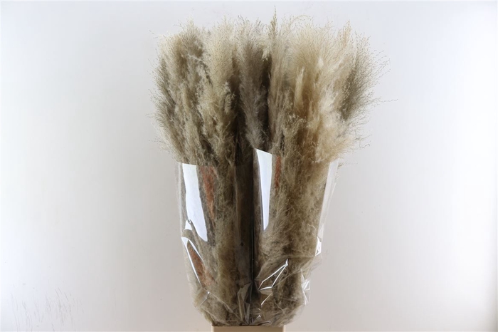 <h4>Dried Cortaderia Dadang Naturel 120cm Extra P Stem</h4>