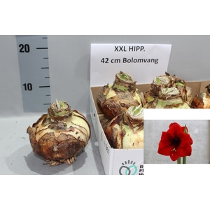 BLOEMBOL HIPPEASTRUM