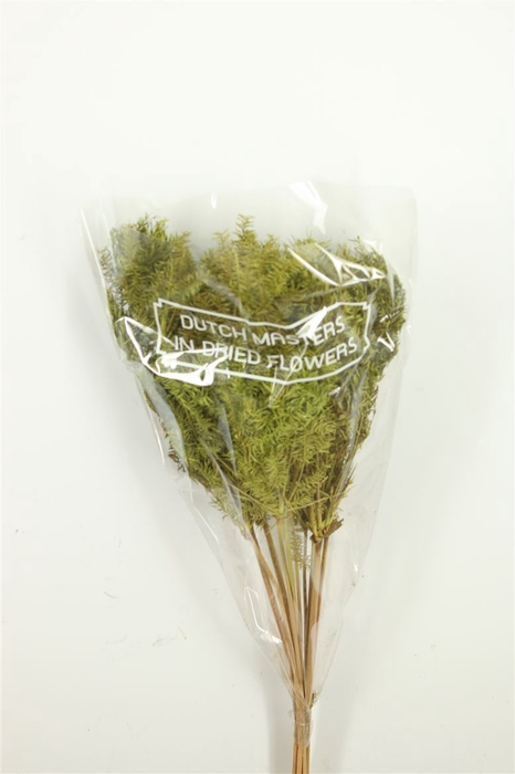 Dried Umbr. Plant Green Bunch