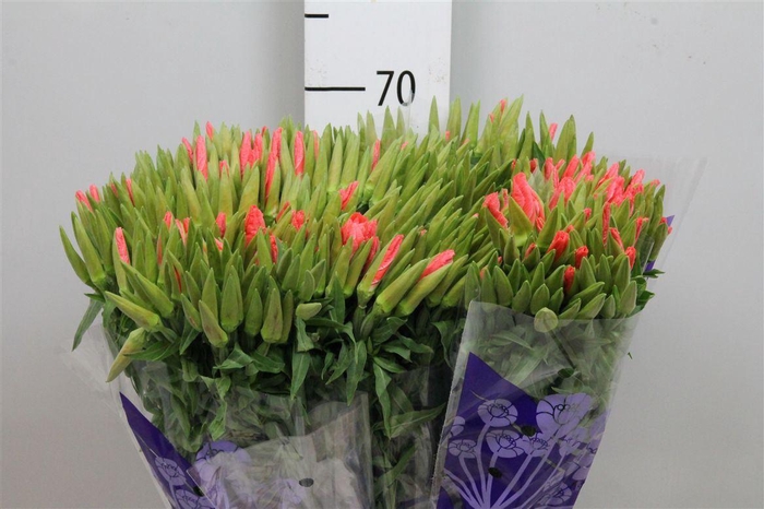 <h4>Godetia Salmon</h4>