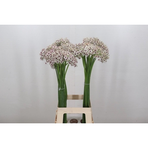 Allium Silverspring