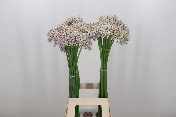 <h4>Allium Silverspring</h4>