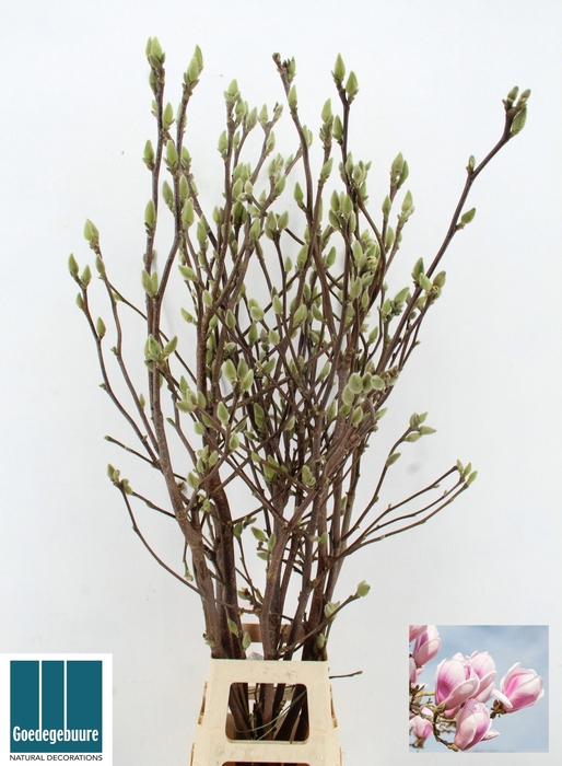 <h4>MAGNOLIA OV</h4>