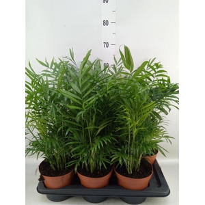Chamaedorea elegans